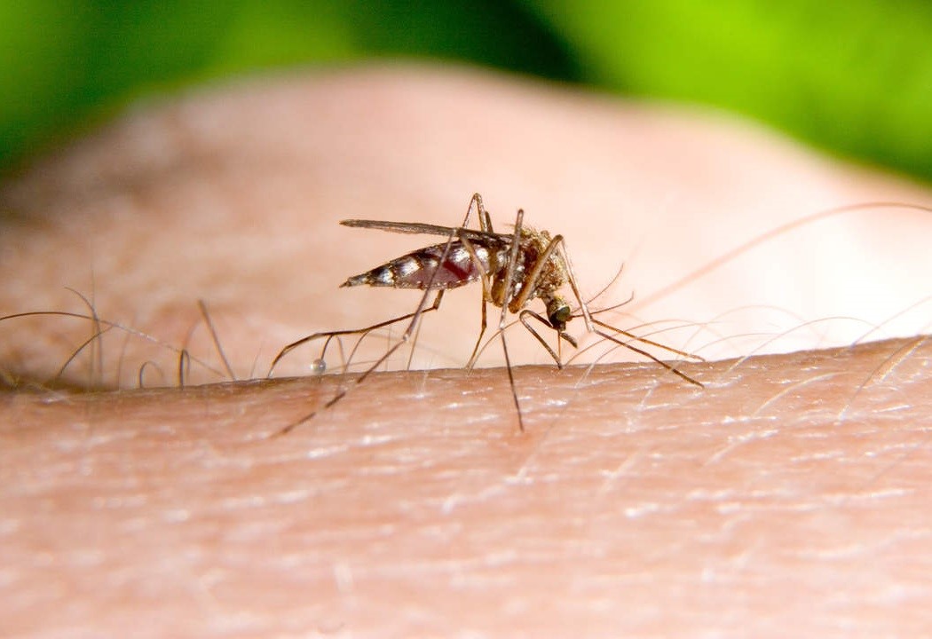 Kenapa Nyamuk Lebih Senang Menggigit Ibu Hamil?